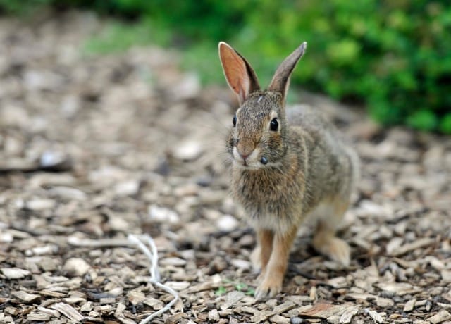 Ticks on a Rabbit