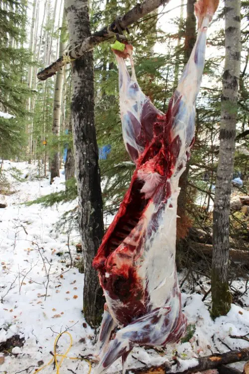 What to Do After Gutting a Deer?