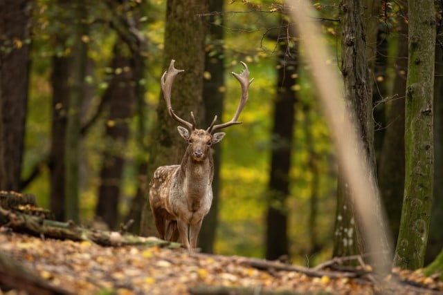 Where is the Best Place to Shoot a Deer?