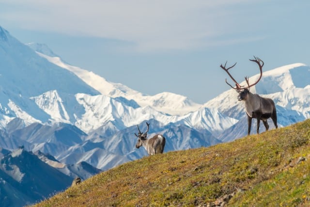 Why Do Caribou Migrate?