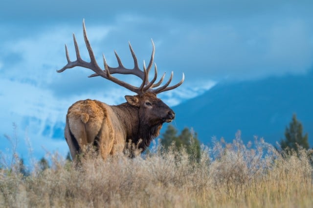 Are There Elk in All 50 States