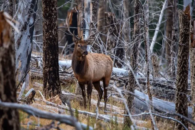 Best Elk Hunting States