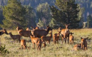 Elk Population by State [LIST] - Elk Herd Totals in the US by State