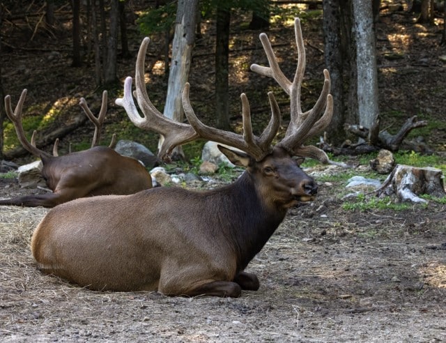 Elk Population History in the US