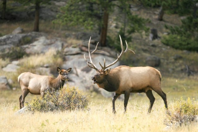 Which State has the Biggest Elk