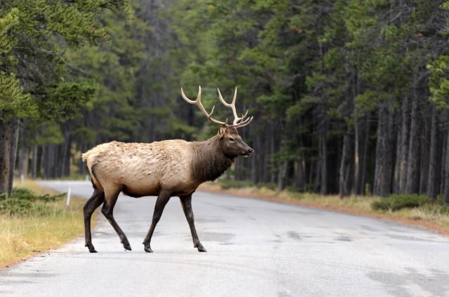 Which State Has the Largest Elk Population