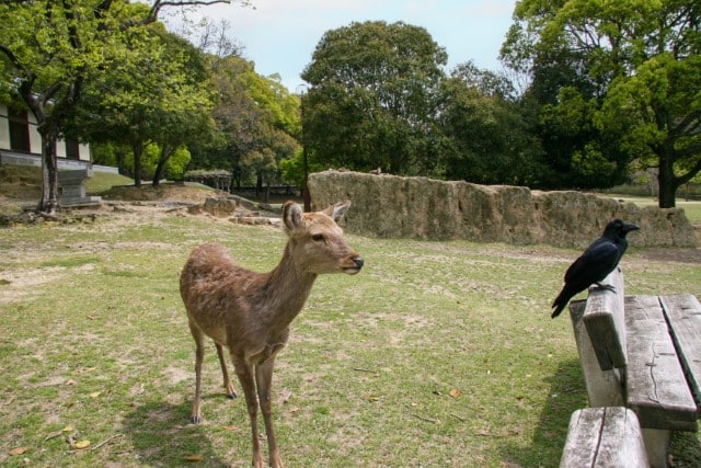 Can I Feed Deer Cucumber