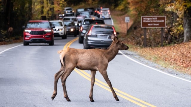Car Speed Can Help Gauge The Deer's Health after the Accident