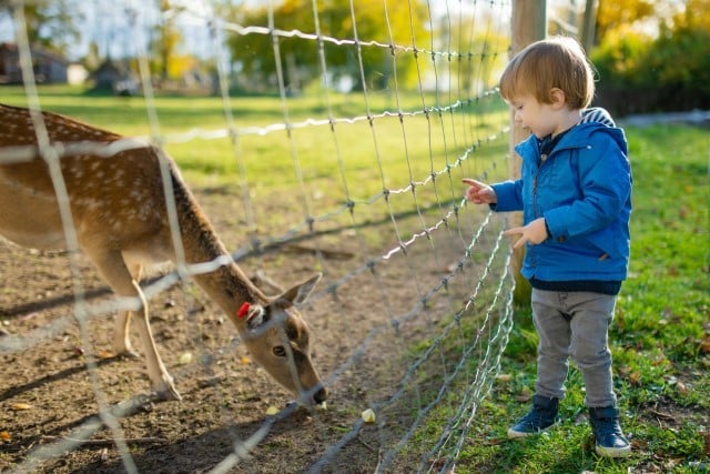 Do Deer Eat Tomatoes