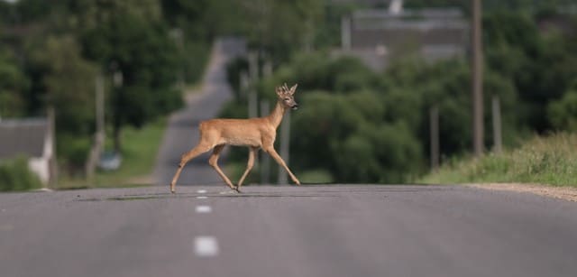 How Can Drivers Reduce the Risk of Deer Collisions