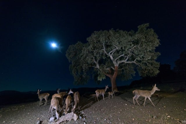 How Do Moon Phases Affect Deer Feeding Times