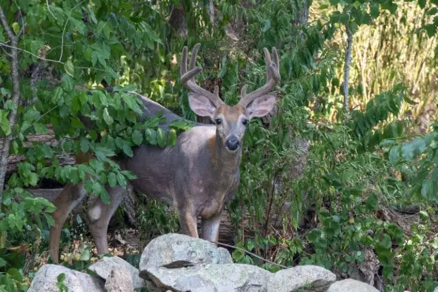 How to Prevent Deer from Eating Cucumbers from Garden