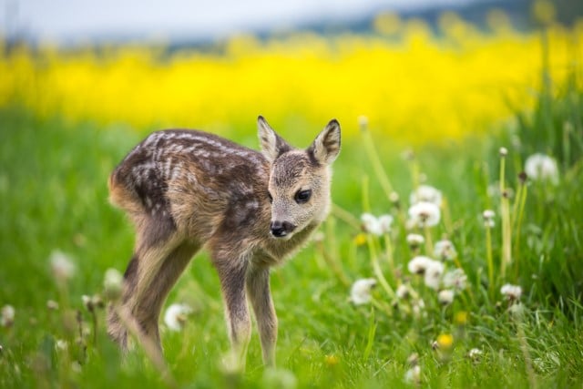 How to Tell the Age of a Baby Deer