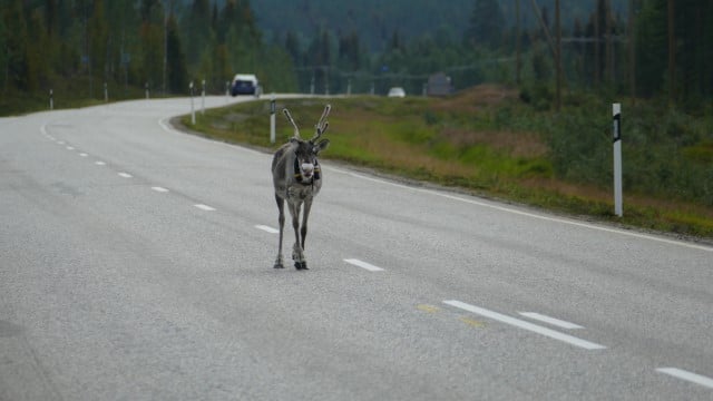 Is it Illegal to Hit a Deer and Drive off