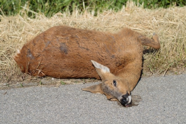 Legal Considerations After Striking a Deer with a Vehicle