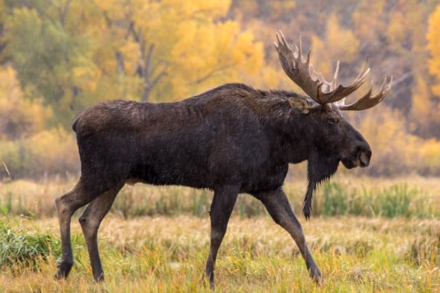 Moose vs Irish Elk