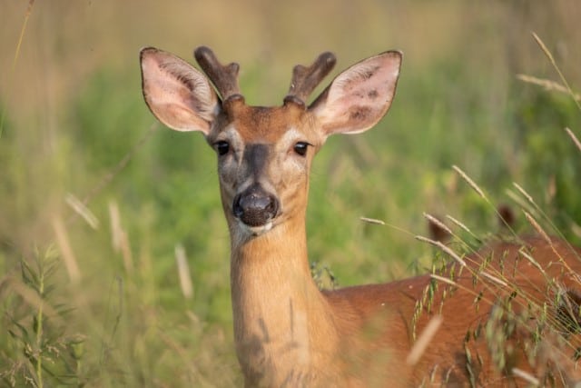 Physical Characteristics That Tell You The Age of a Young Deer