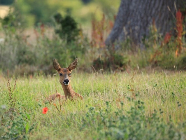 Roe Deer Resting During the Day