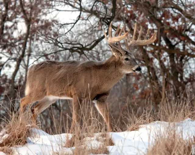 Seasonal Changes to Deer Feeding Times