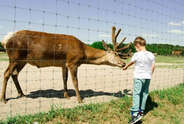 Should I Feed Tomatoes to Wild Deer