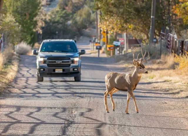 Swerving to Miss a Deer