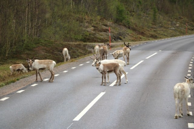 Understand Deer Vision and Group Behavior