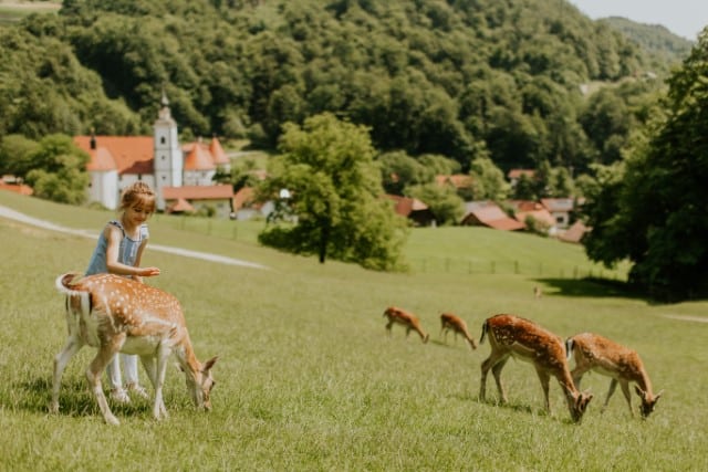 What are Some Common Deer Feeding Times