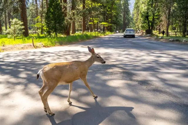 What Can Happen to a Deer After an Accident