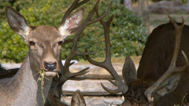 What Factors Affect Deer Feeding Times