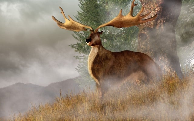 What is an Irish Elk - What Did the Irish Elk Look Like?