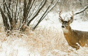 Deer Feeding Times (chart + best times to hunt) - World Deer