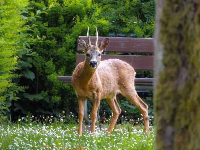 Will Deer Eat Cucumbers from a Garden