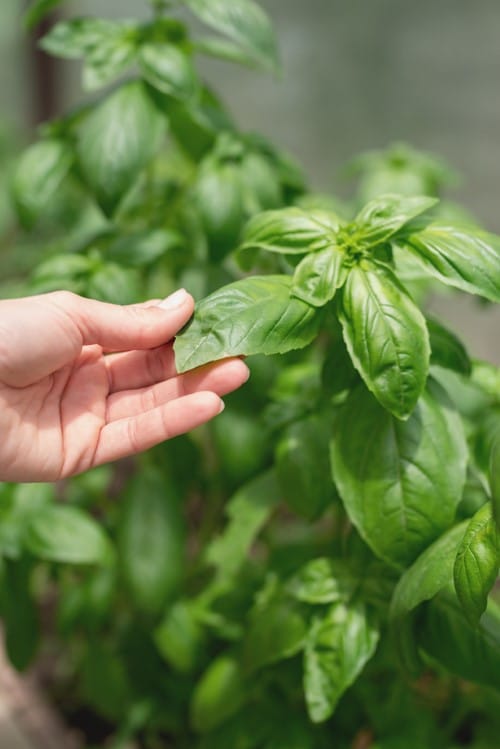 Plant Basil to Protect Your Tomatoes from Deer