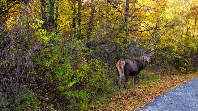 Deer Collision Prevention