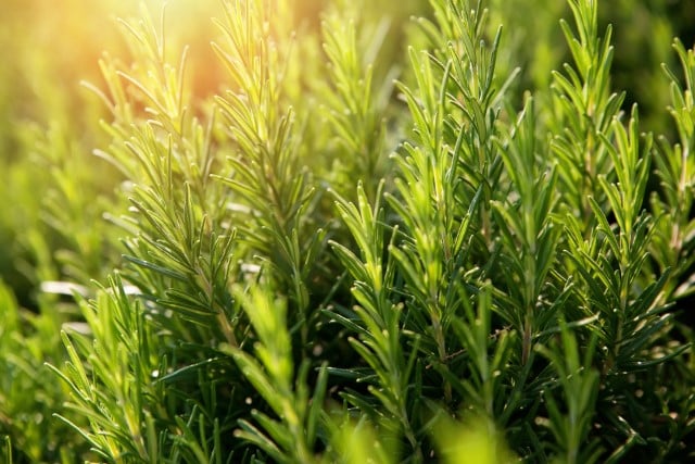 Rosemary Can Be Used to Deter Deer