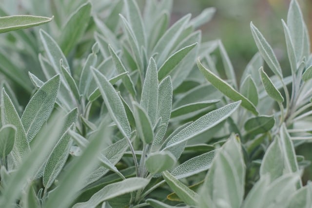 Use Sage to Help Prevent Deer from Eating Tomatoes