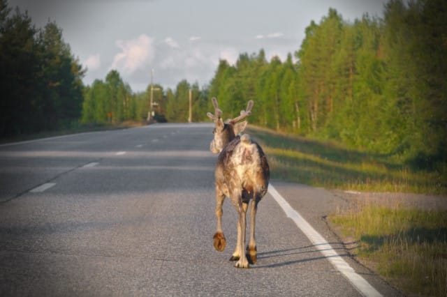 What to Do First After Hitting a Deer