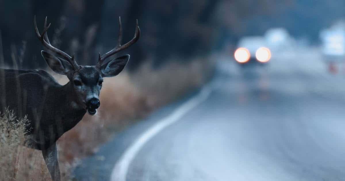 What To Do If You Hit a Deer