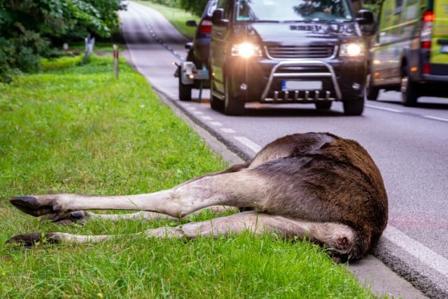 What to Do Next After I Hit a Deer