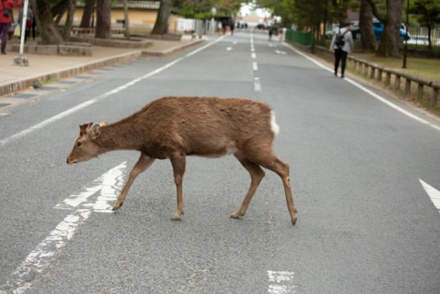 What To Do with a Deer After Hitting it With a Car