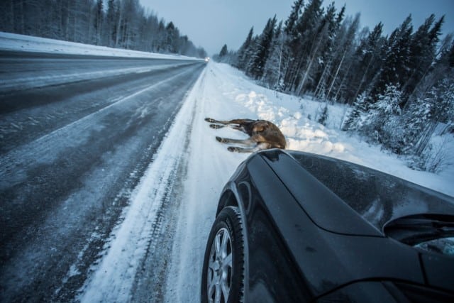 When Deer Collisions are Most Common