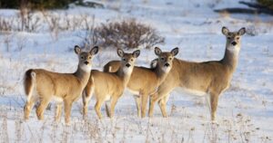 Deer Population by State | Which States Have the Most Deer? - World Deer