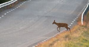 Deer Collisions By State
