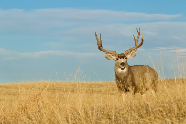 deer in north dakota