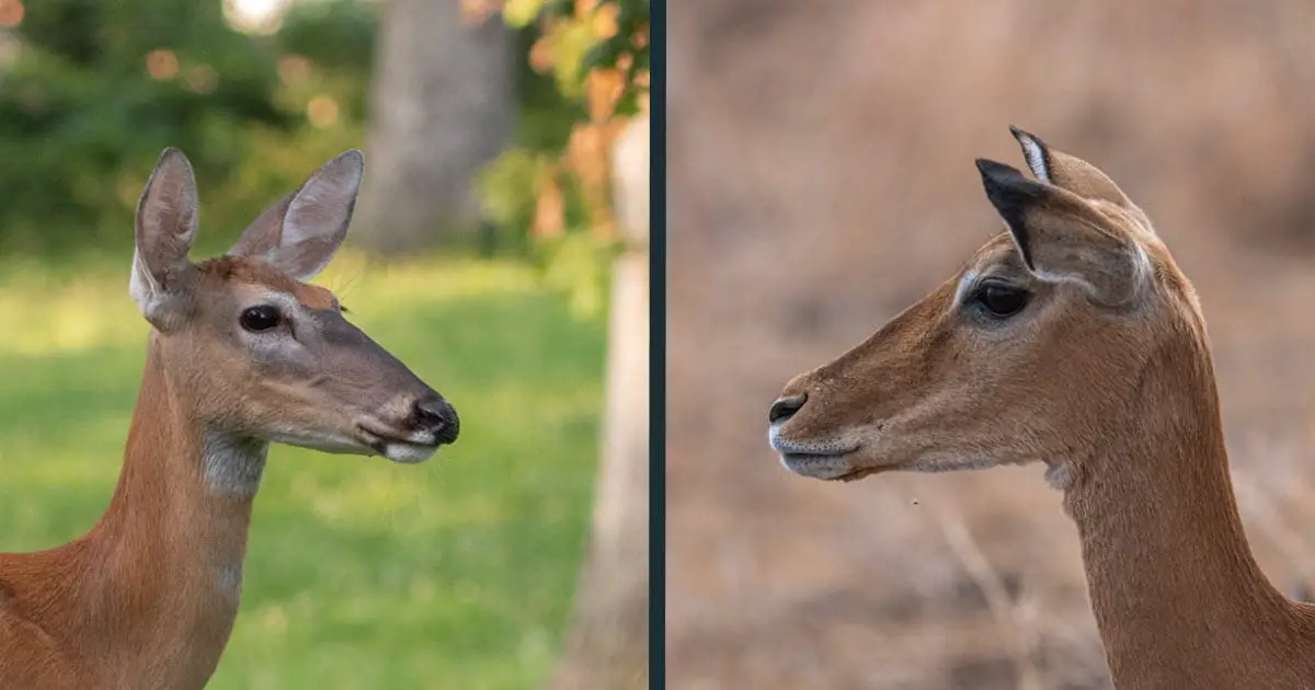 Deer vs Gazelle