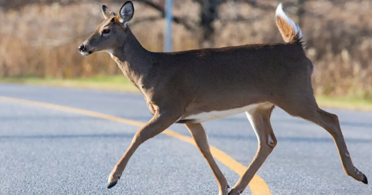 Does Hitting a Deer Go On Your Driving Record