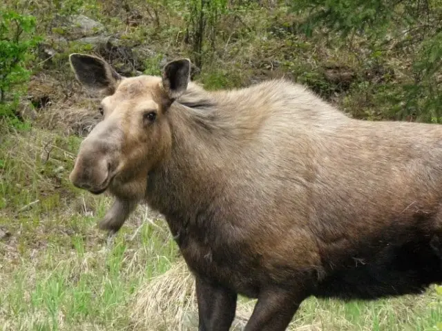 Moose Deer Characteristics