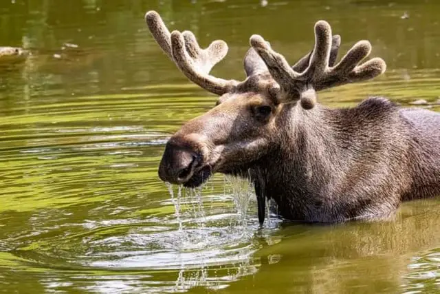 Moose Environment