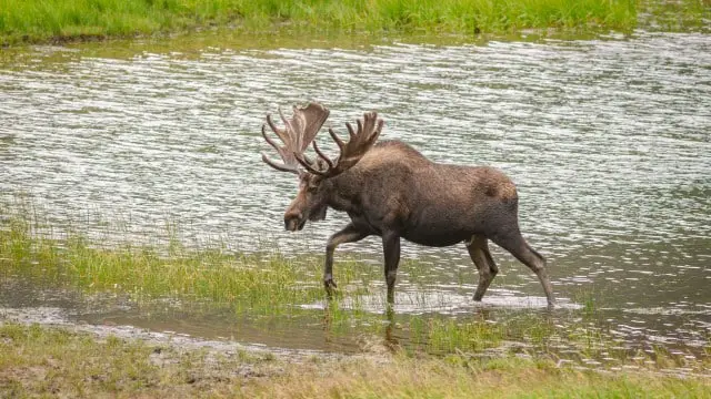 Moose Physical Features