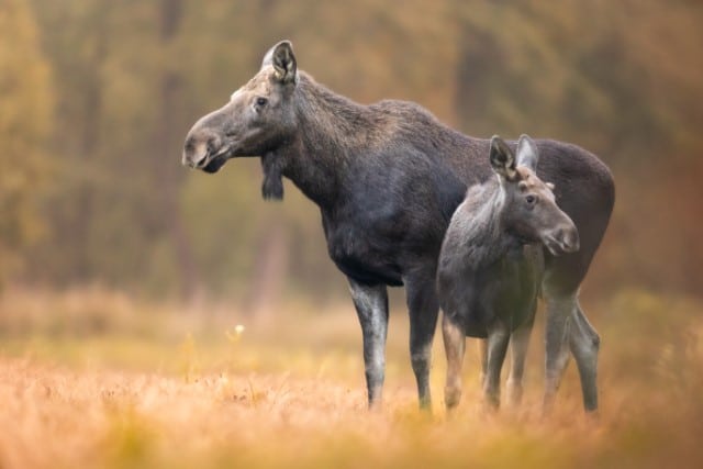 Female Moose with Calf